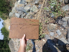 Stephanomeria exigua