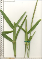 Stenotaphrum dimidiatum