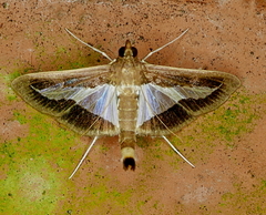 Diaphania infimalis