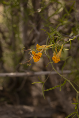 Tropaeolum porifolium (Tropaeolum porifolium)