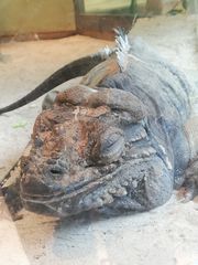 Cyclura