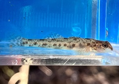 Cumberland Darter photo 2