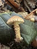 Echinoderma sp. 'IN06' - Photo (c) Annabelle Langlois, some rights reserved (CC BY-NC), uploaded by Annabelle Langlois