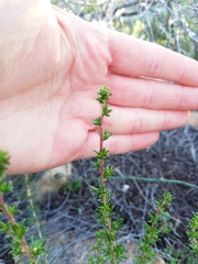 Cliffortia ramosissima