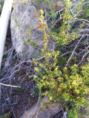 Cliffortia ramosissima