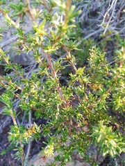 Cliffortia ramosissima