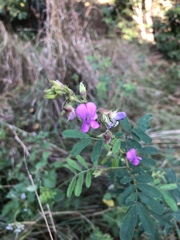 Tephrosia grandiflora