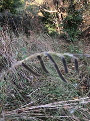 Tephrosia grandiflora