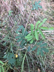 Tephrosia grandiflora