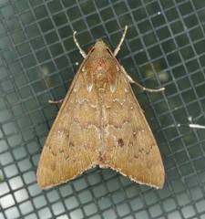 Anomis illita