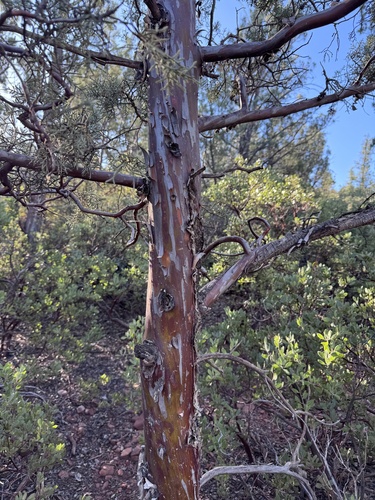 Smooth Arizona cypress (Hesperocyparis glabra)