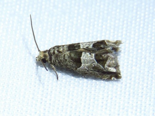 Constricted Sonia Moth photo 4