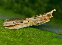 Ancylostomia stercorea