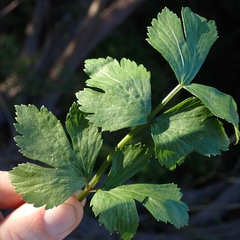 Echter Sellerie (Apium graveolens): Herkunft und Verwendung — Foto 2