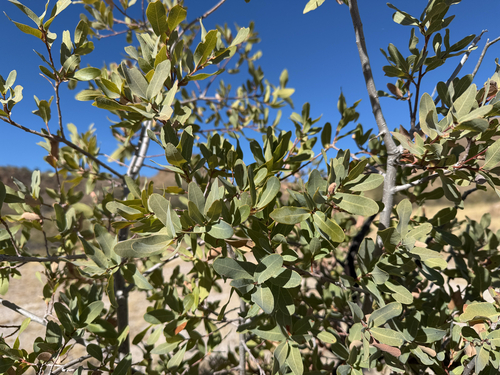 Image of Quercus oblongifolia by (c) Sue Carnahan, some rights reserved (CC BY)