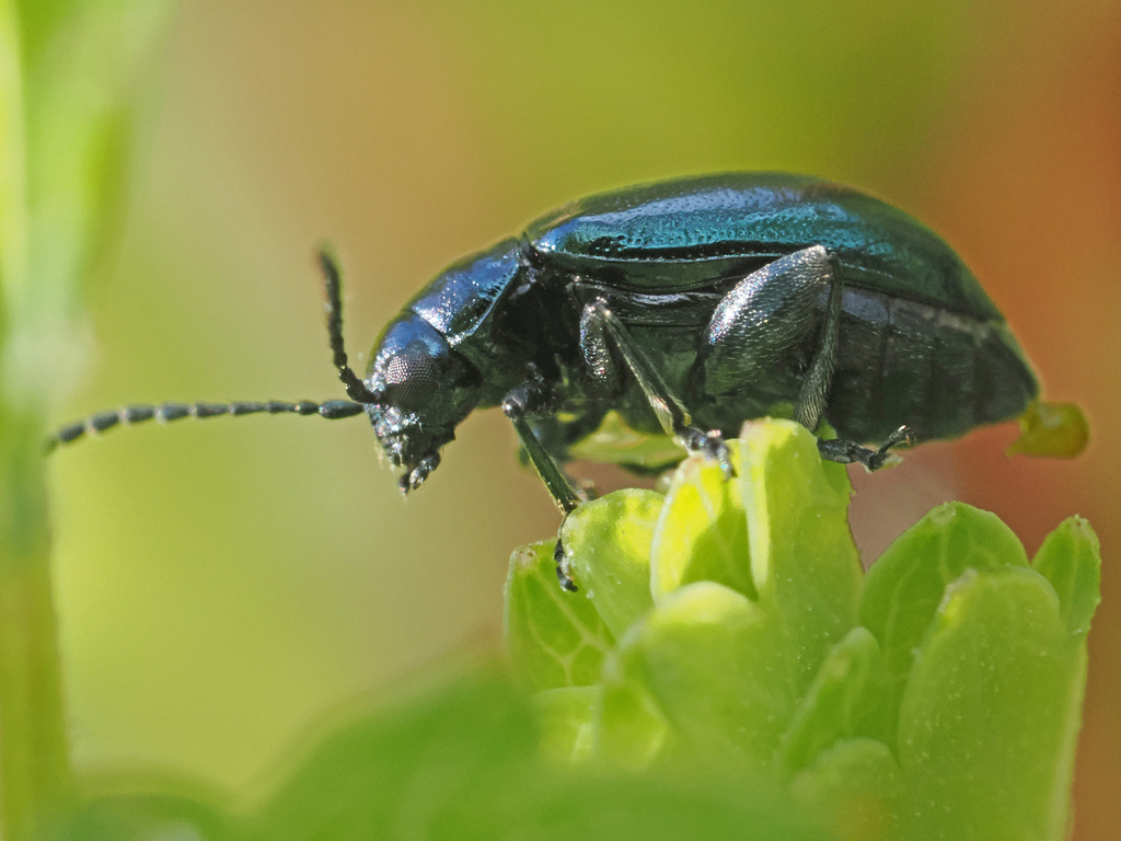 Altica helianthemi