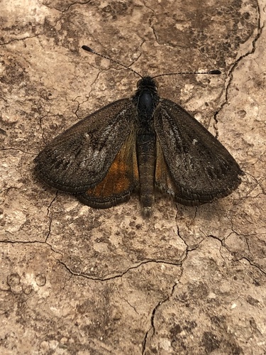 Synemon theresa Doubleday, 1846