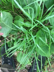 Piptatheropsis pungens