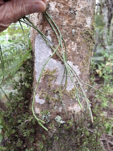 Image of Phlegmariurus billardierei by no rights reserved