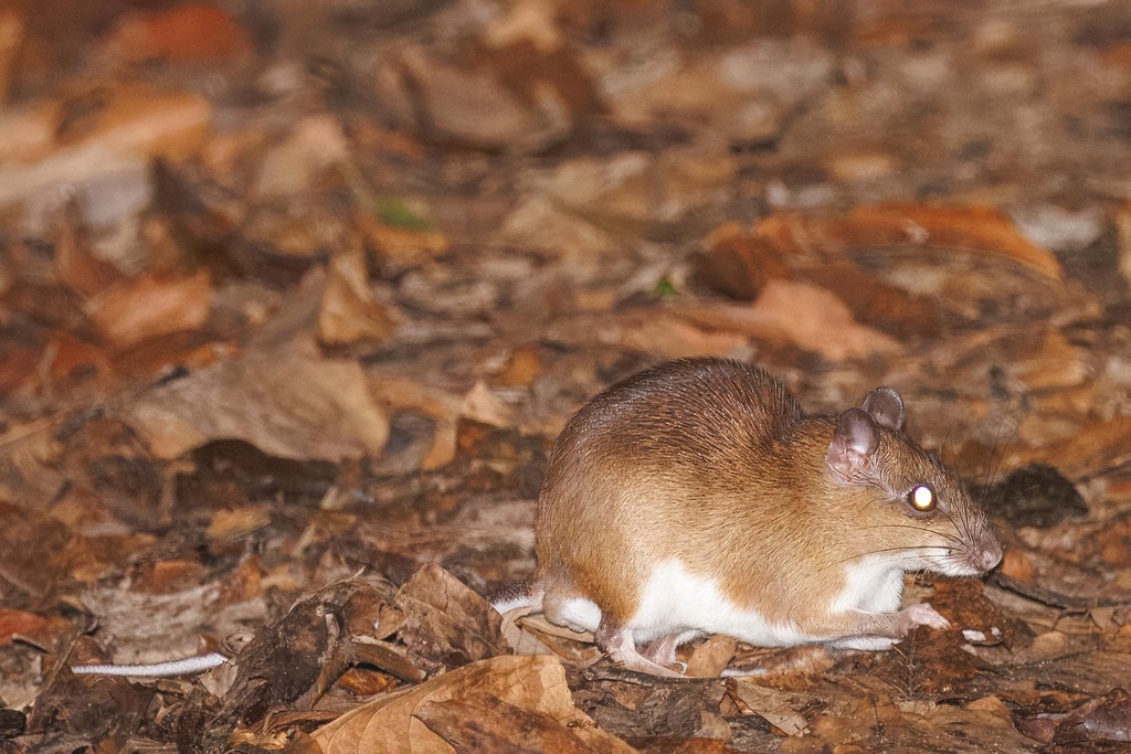 Simon's Spiny-Rat