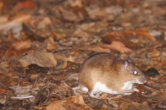 Simon's Spiny-Rat photo 1