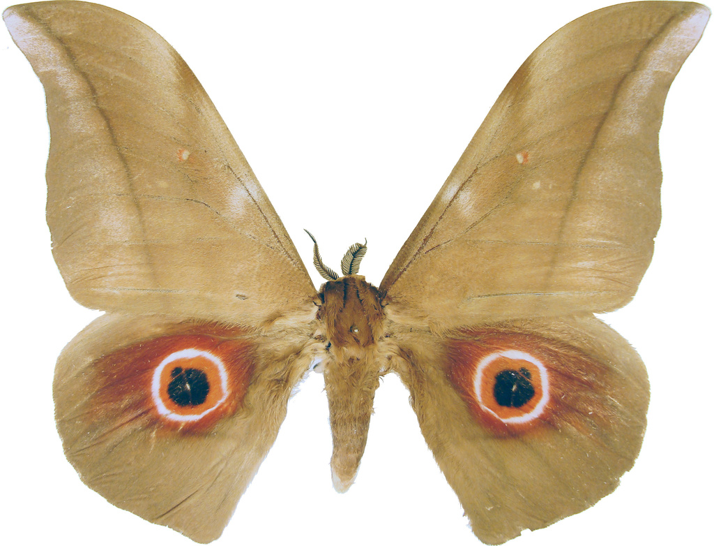Lobobunaea phaedusa