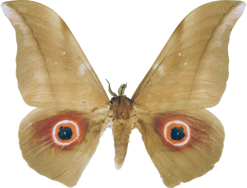 Lobobunaea phaedusa