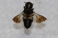 Megachile disjuncta