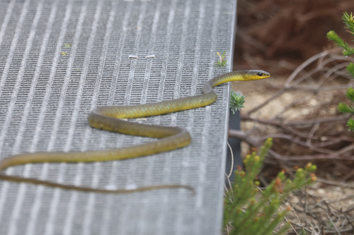 Common Tree Snake sighting