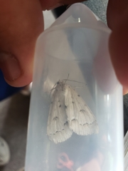 Acronicta innotata