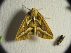 Caripeta angustiorata