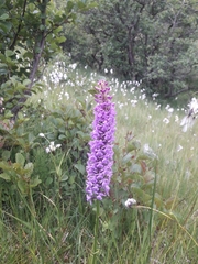 Gymnadenia densiflora