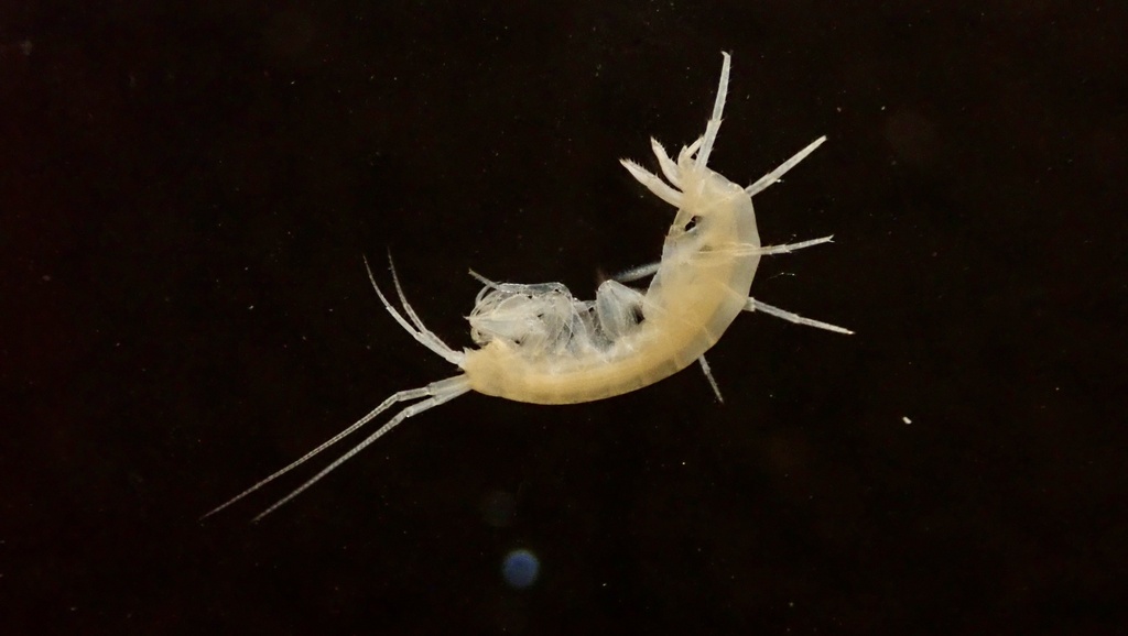 Ozark Cave Amphipod