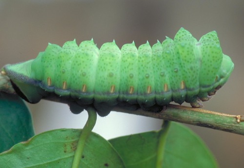 Lobobunaea phaedusa