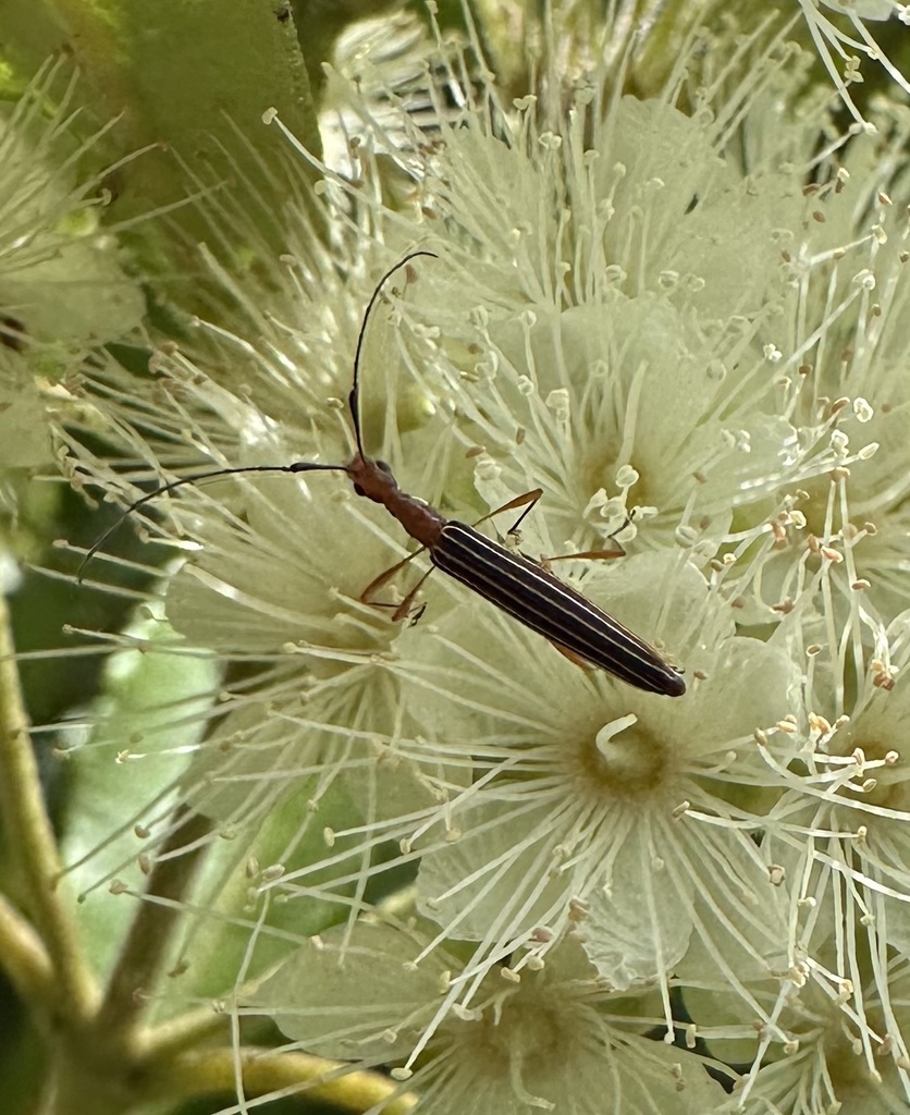 Ischnauchen costatus