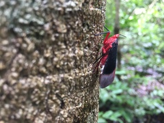 Kalidasa lanata