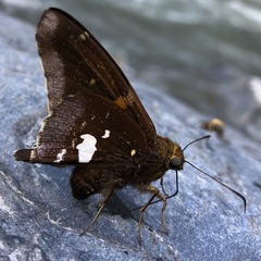 Epargyreus socus