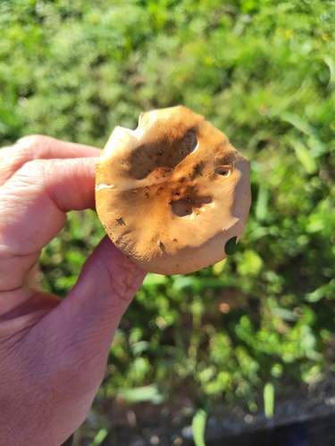 Stropharia coronilla