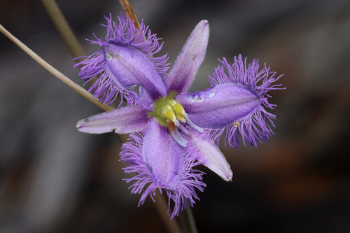 Image of Thysanotus baueri by no rights reserved