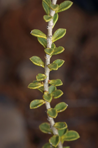 Image of Eremophila crassifolia by no rights reserved
