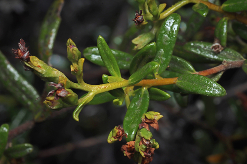 Image of Halgania andromedifolia by no rights reserved
