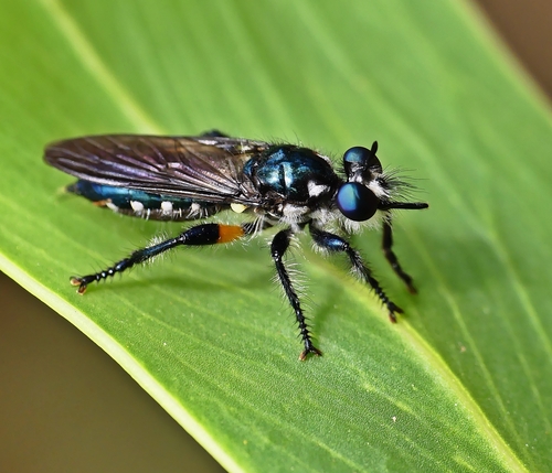 Laphria telecles