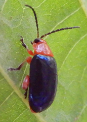 Asphaera lustrans