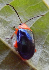 Asphaera lustrans