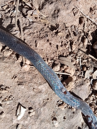 Geophis berillus