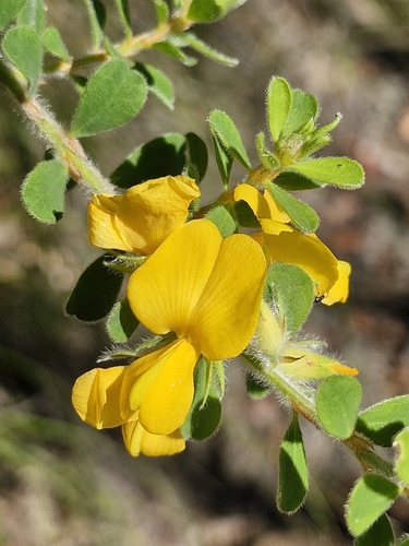 large bronze bush-pea (Pultenaea ferruginea)