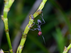 Camponotus singularis