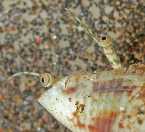Maculastrombus maculatus observed 2002-04-06