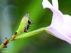 Camponotus singularis