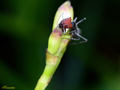 Camponotus singularis